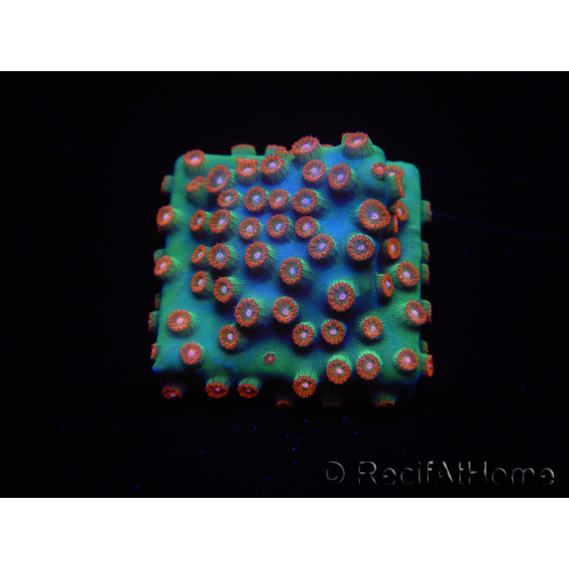 WYSIWYG - WWC Cyphastrea Jingle Bells 3M5