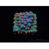 WYSIWYG - WWC Cyphastrea Jingle Bells 3M5