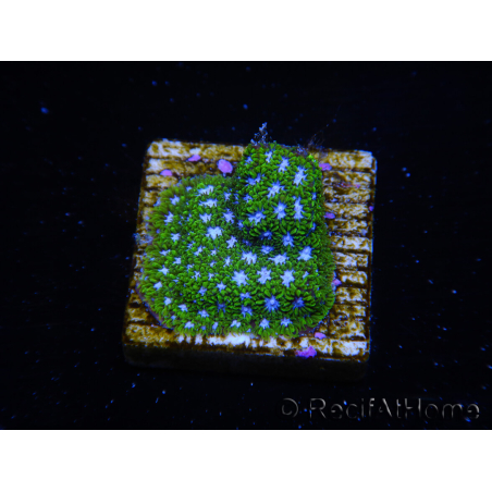 WYSIWYG - RAH Leptastrea Ice Eye 3A8