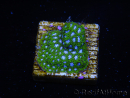 WYSIWYG - RAH Leptastrea Ice Eye 3A8