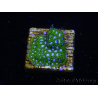 WYSIWYG - RAH Leptastrea Ice Eye 3A8