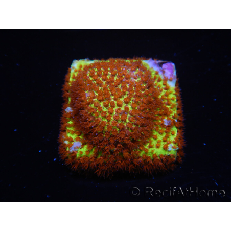 WYSIWYG - JF Stylocoeniella Burning banana 3K3