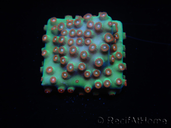 WYSIWYG - WWC Cyphastrea Jingle Bells 3M5