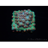 WYSIWYG - WWC Cyphastrea Jingle Bells 3M5
