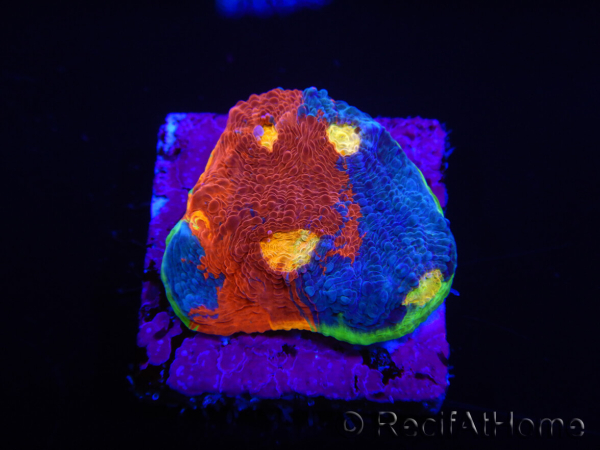  WYSIWYG - RAH Echinophyllia Blue Dream 21I6