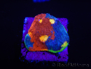  WYSIWYG - RAH Echinophyllia Blue Dream 21I6