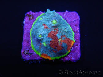 WYSIWYG - RAH Echinophyllia Blue Dream 21I6