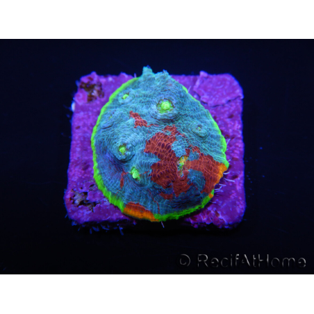 WYSIWYG - RAH Echinophyllia Blue Dream 21I6