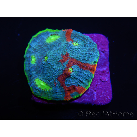  WYSIWYG - Echinophyllia OG Flaming Bugatti 8