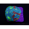 WYSIWYG - Echinophyllia OG Bugatti