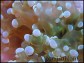 Euphyllia paradivisa green fluo M