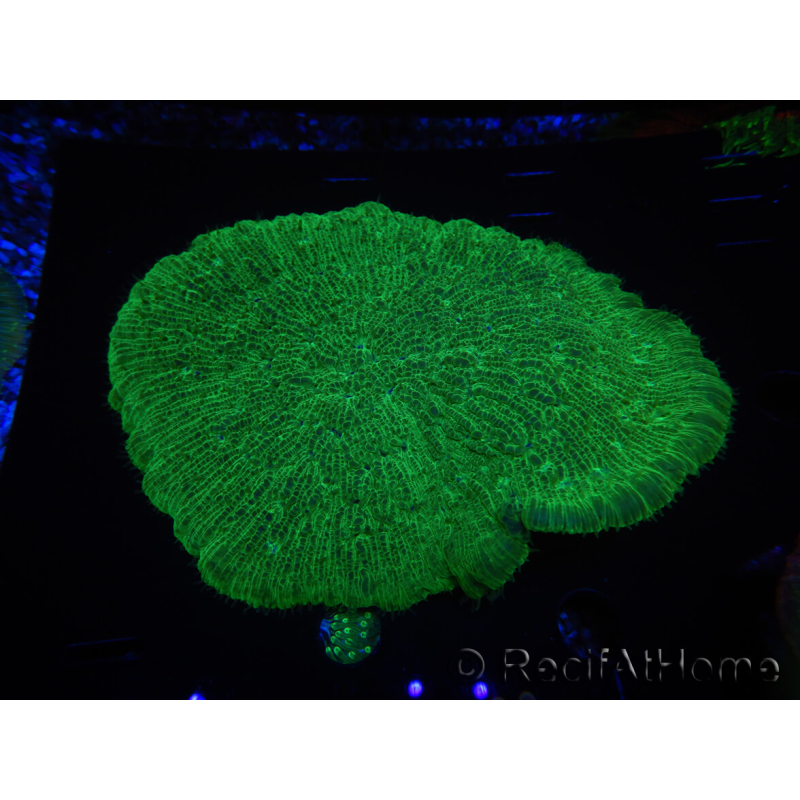 WYSIWYG - Sandalolitha robusta XL 12 (11 cm)