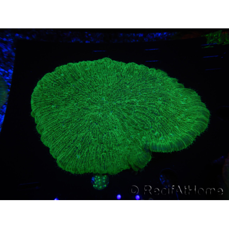 WYSIWYG - Sandalolitha robusta XL 12 (11 cm)