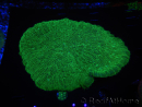 WYSIWYG - Sandalolitha robusta XL 12 (11 cm)