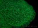 WYSIWYG - Sandalolitha robusta XL 12 (11 cm)