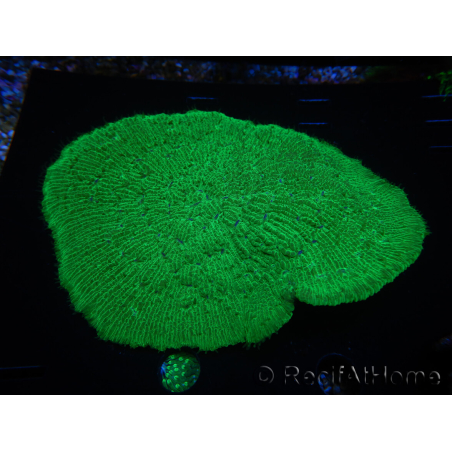 WYSIWYG - Sandalolitha robusta XL 12 (11 cm)