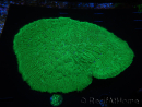 WYSIWYG - Sandalolitha robusta XL 12 (11 cm)