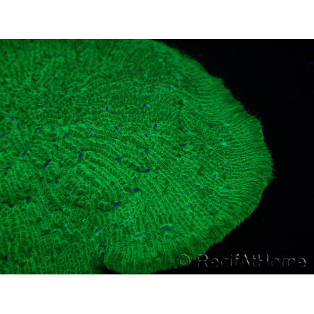 WYSIWYG - Sandalolitha robusta XL 12 (11 cm)