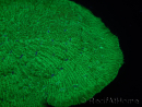 WYSIWYG - Sandalolitha robusta XL 12 (11 cm)