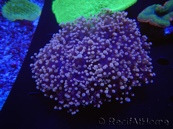 WYSIWYG Euphyllia divisa 8 (Scheletro 6 cm/Polpa 10 cm)