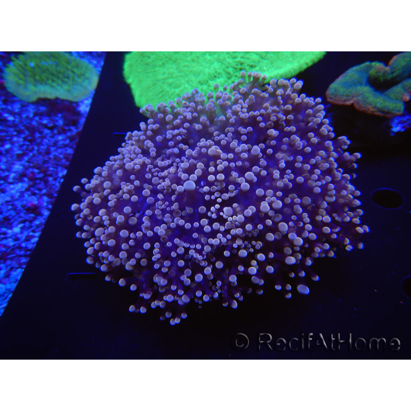 WYSIWYG Euphyllia divisa 8 (Esqueleto 6 cm/Tejido 10 cm)