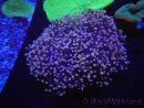 WYSIWYG Euphyllia divisa 8 (Skeleton 6 cm/Flesh 10 cm)