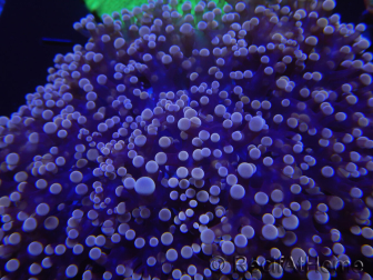 WYSIWYG Euphyllia divisa 8 (Skelett 6 cm/Fleisch 10 cm)
