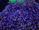 WYSIWYG Euphyllia divisa 8 (Skelett 6 cm/Fleisch 10 cm)