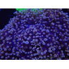 WYSIWYG Euphyllia divisa 8 (Scheletro 6 cm/Polpa 10 cm)