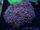 WYSIWYG Euphyllia divisa 8 (Skelett 6 cm/Fleisch 10 cm)