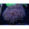 WYSIWYG Euphyllia divisa 8 (Skelett 6 cm/Fleisch 10 cm)