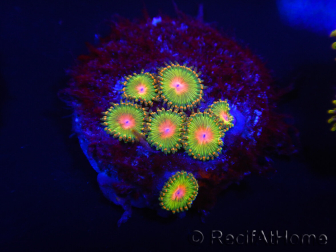 WYSIWYG - Zoanthus Awesome Blossom 2B10