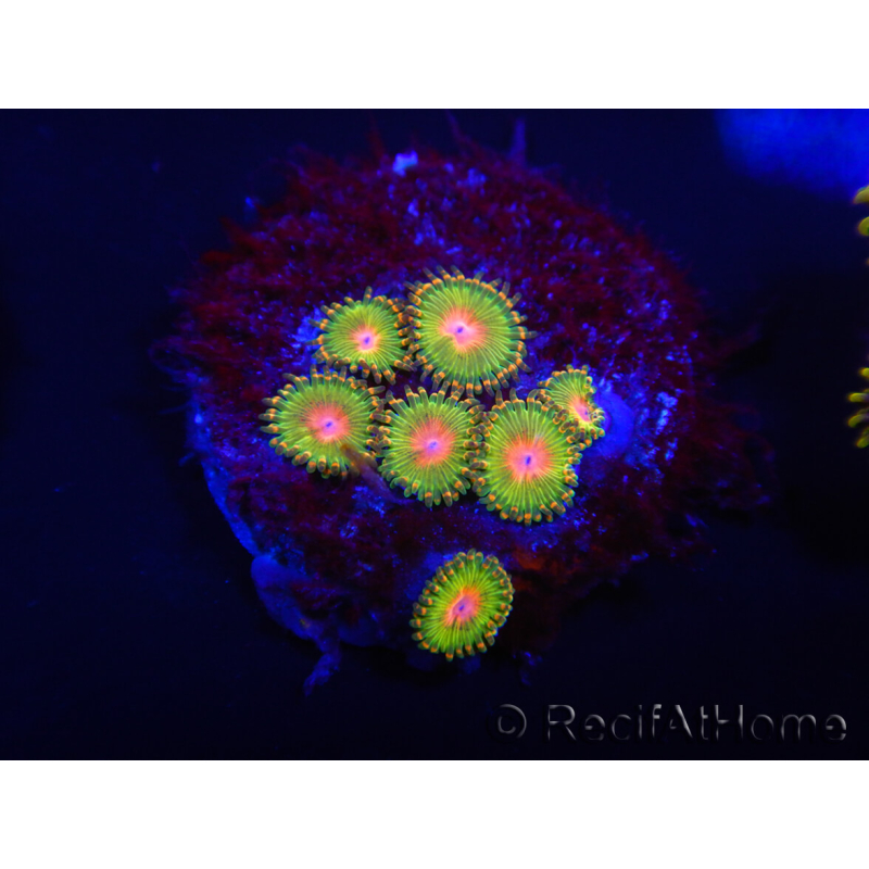 WYSIWYG - Zoanthus Awesome Blossom 2B10