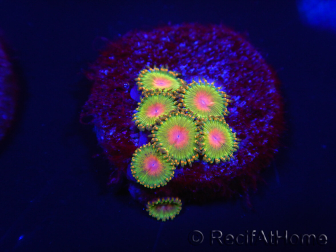 WYSIWYG - Zoanthus Awesome Blossom 2B11