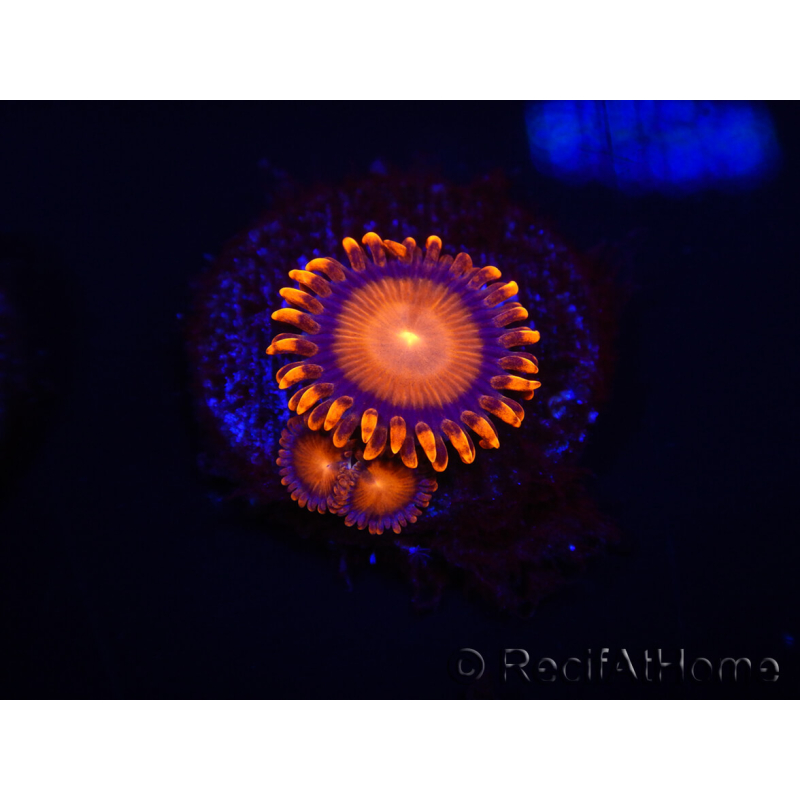 WYSIWYG - Zoanthus Orange Mandarin 2E9