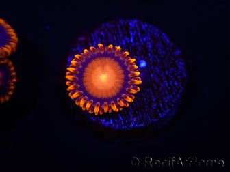 WYSIWYG - Zoanthus Orange Mandarin 2E11