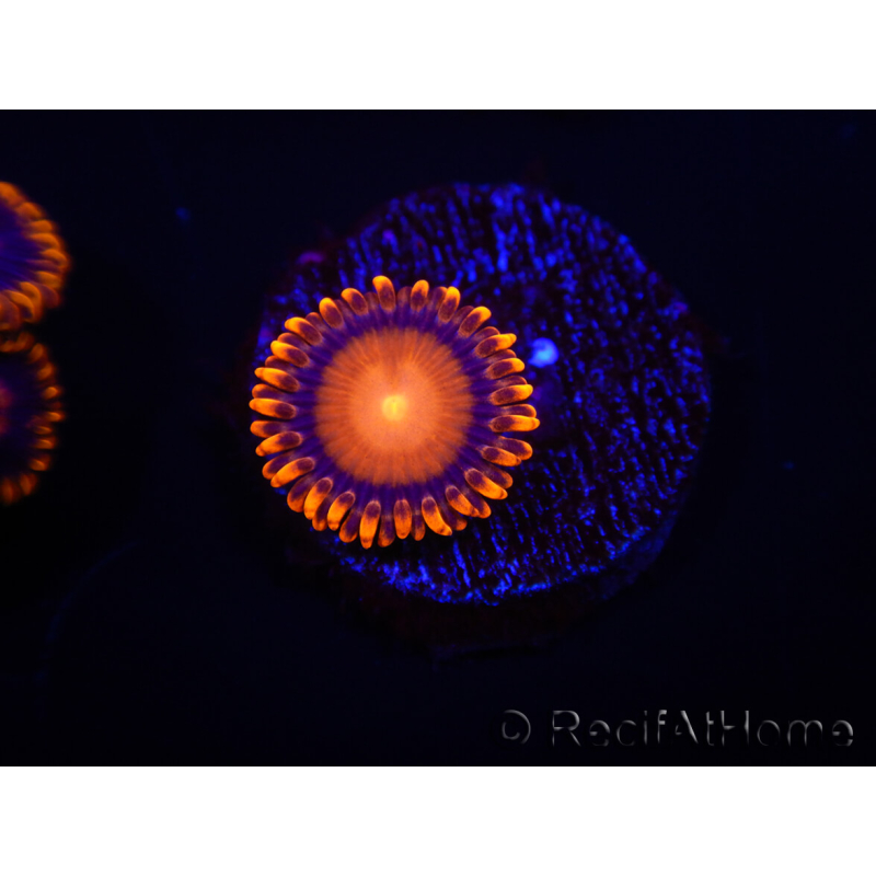 WYSIWYG - Zoanthus Orange Mandarin 2E11
