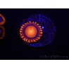 WYSIWYG - Zoanthus Orange Mandarin 2E11