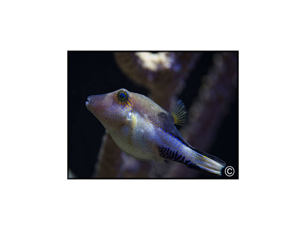 Canthigaster solandri