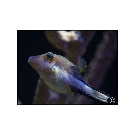 Canthigaster solandri