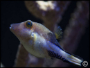 Canthigaster solandri