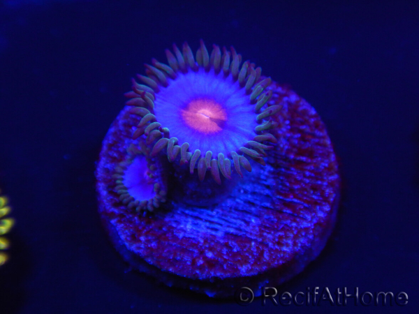 WYSIWYG - Zoanthus Blue Kisses 2S1