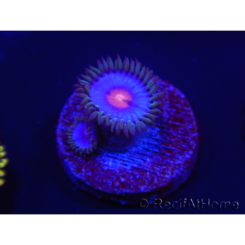WYSIWYG - Zoanthus Blue Kisses 2S1