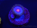 WYSIWYG - Zoanthus Blue Kisses 2M9