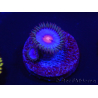 WYSIWYG - Zoanthus Blue Kisses 2M9