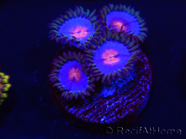 WYSIWYG - Zoanthus Blue Kisses 2M10