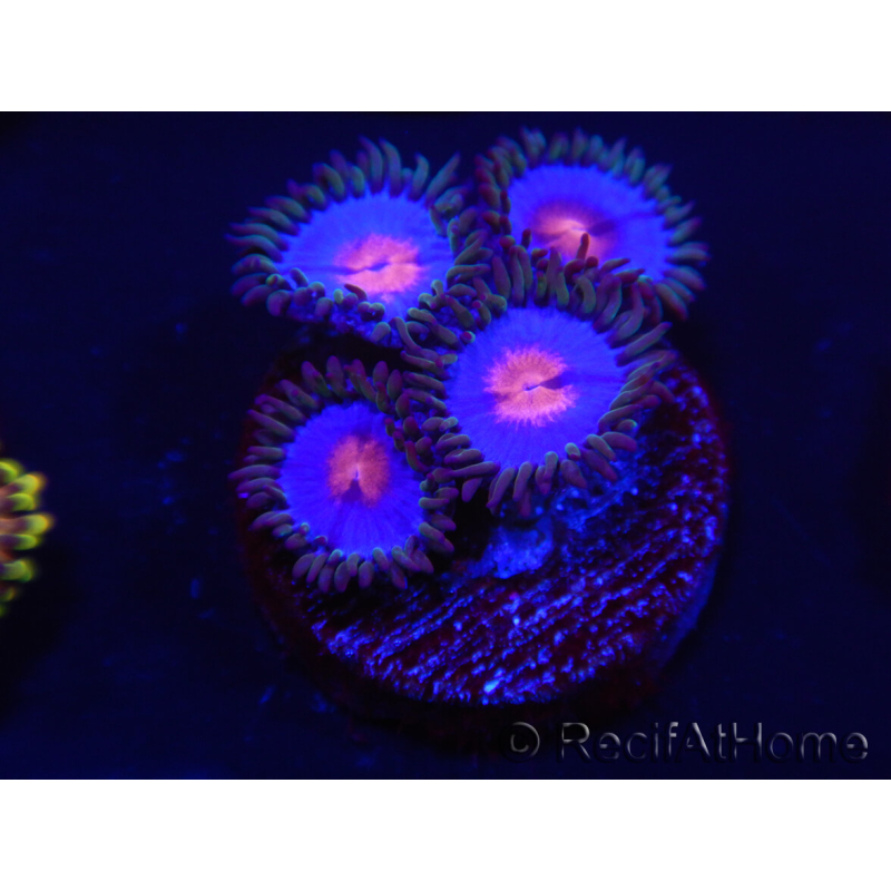 WYSIWYG - Zoanthus Blue Kisses 2M10