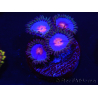 WYSIWYG - Zoanthus Blue Kisses 2M10