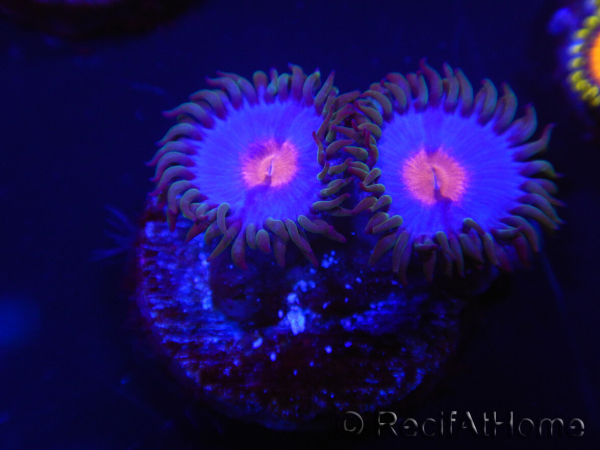 WYSIWYG - Zoanthus Blue Kisses 2M11
