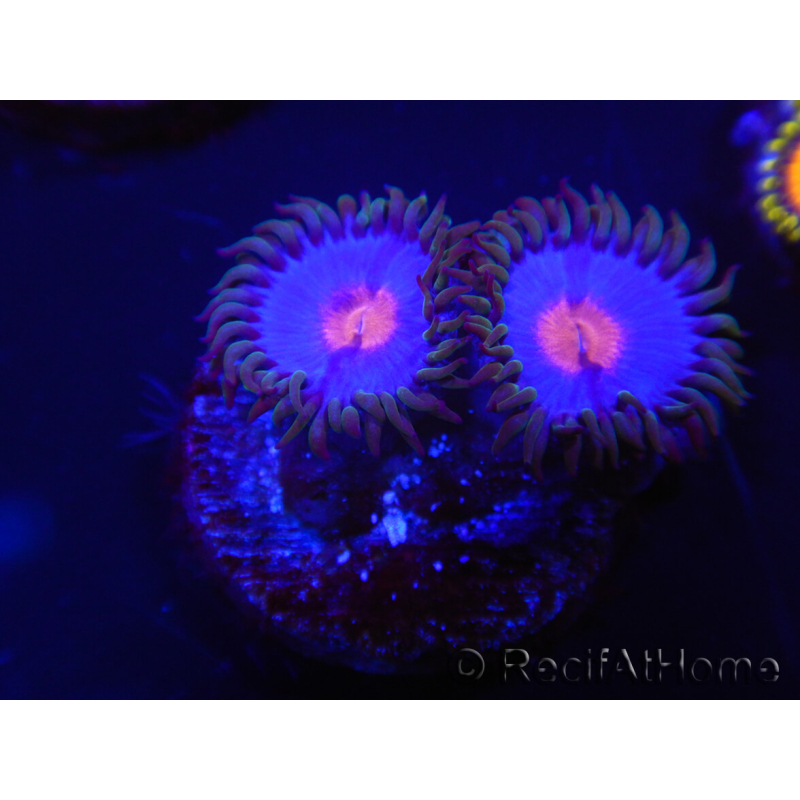 WYSIWYG - Zoanthus Blue Kisses 2M11